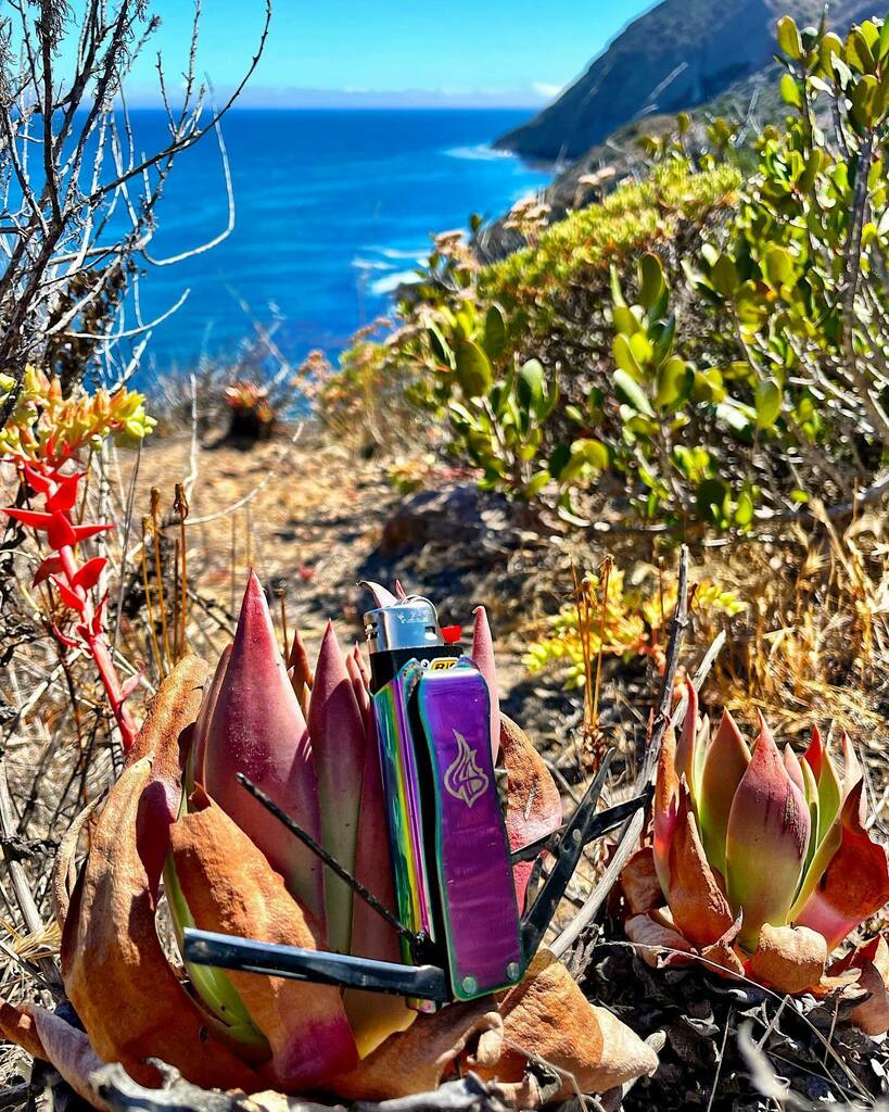 LighterBro tweet media