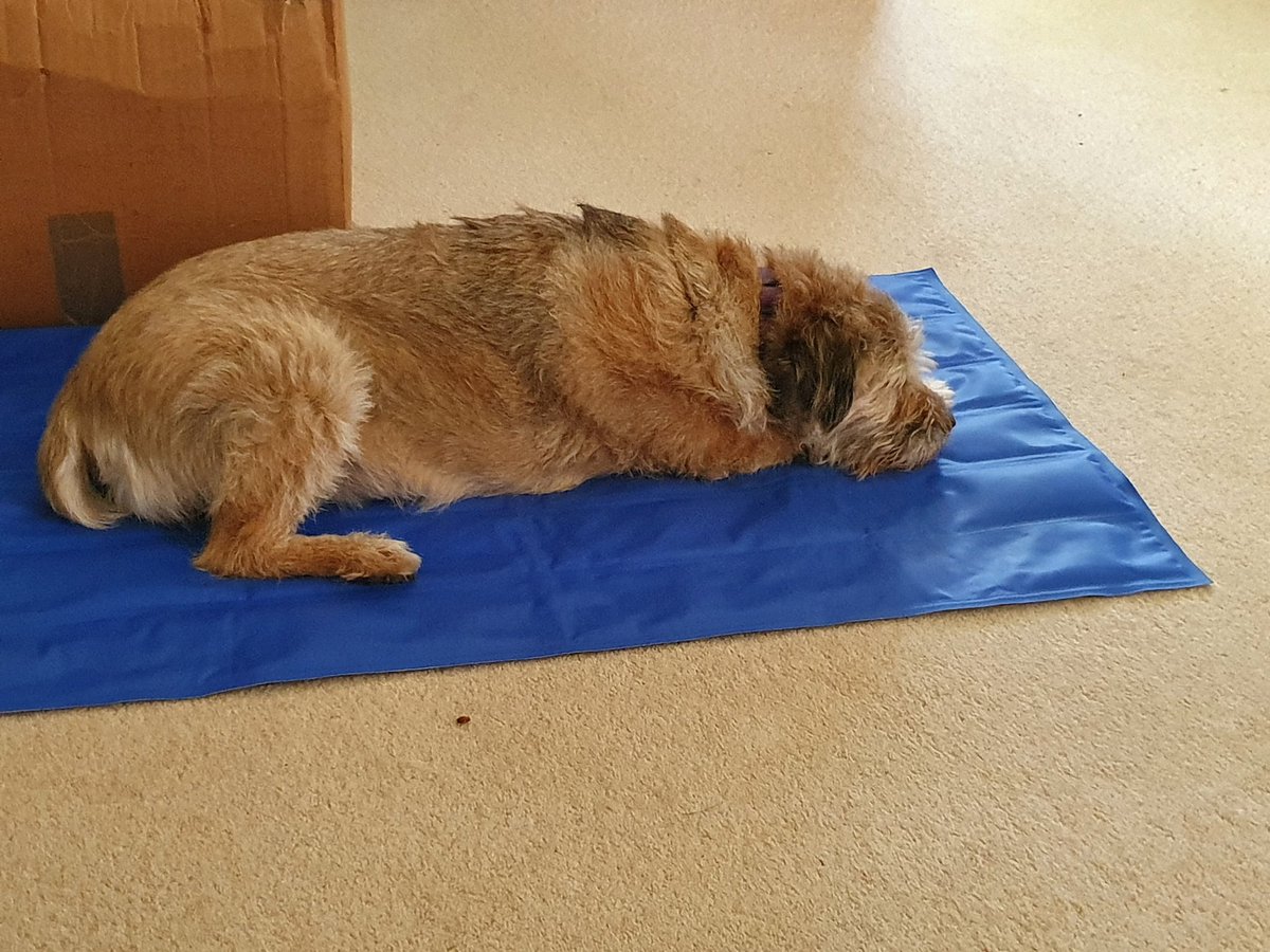 BorderRo's tweet image. My day so far #takingiteasy