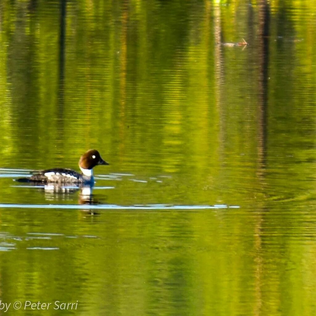 petersarri's tweet photo. The goldeneye took off on my appearance 🦆🧍
#jåhkåmåhkke #sápmi #jokkmokk #onmywalktoday #knipa #kvinand #goldeneye #commongoldeneye https://t.co/QetvXQt4lo https://t.co/gTqp3FddXe
