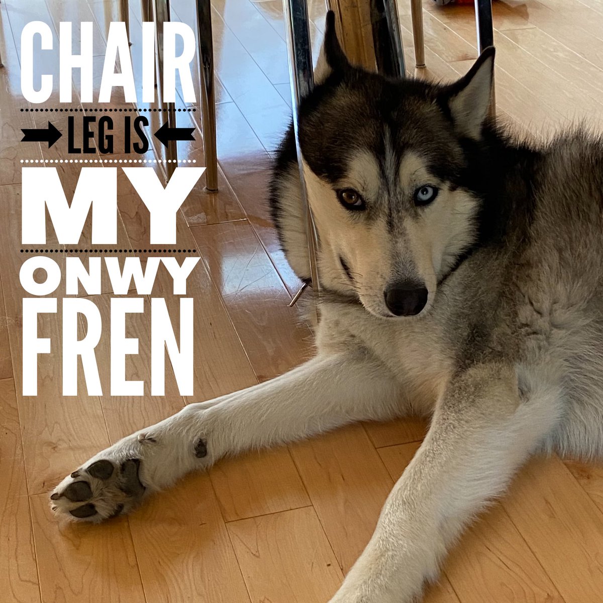 HuskyToTheMax's tweet photo. I sits where I fits. https://t.co/2Gb5ZIa3Ot