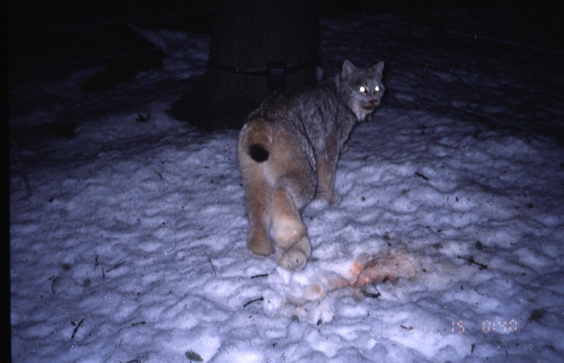 Heading off into the weekend like this lynx... Look at that fuzzy back paw 😍
#TGIF friends!