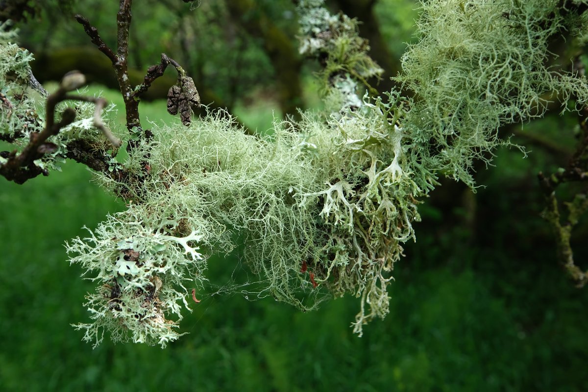 scotfot's tweet photo. another tangle of #lichen https://t.co/ruiWc2tkXw