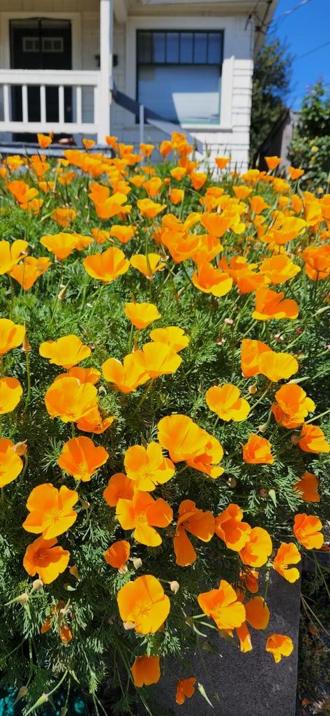 MHui92's tweet photo. My dream poppies vs reality. Love them. 🤩
#poppies
#flowers
#gardening
#seattlewashington
#centraljersey https://t.co/Ky0LxsU6AX