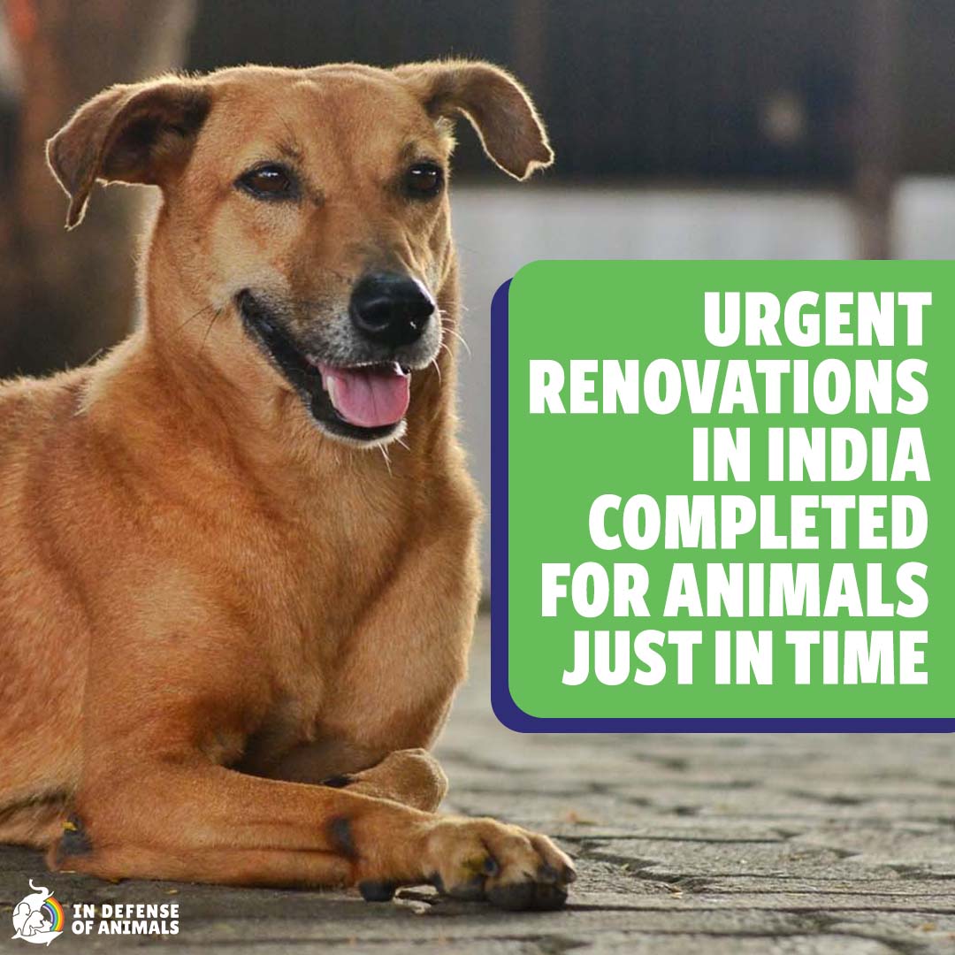 In Defense of Animals’ partner organization, IDA India, needed to completely rebuild at their center in #Mumbai, where hundreds of animals are cared for: bit.ly/3O2djN4
Pls RT and support our work: bit.ly/3O0io8V
#AnimalRescue