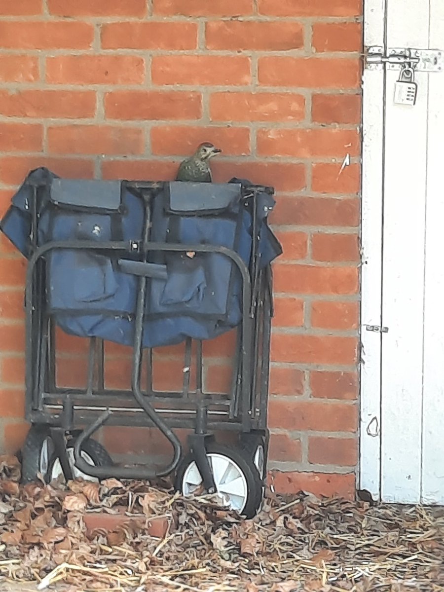 RomillySiddall's tweet photo. Green woodpecker staying in the shade in our garden today, we got a bit close for photos so they decided to take a break on the front of the shed. #Springwatch https://t.co/HHuWox2cGb