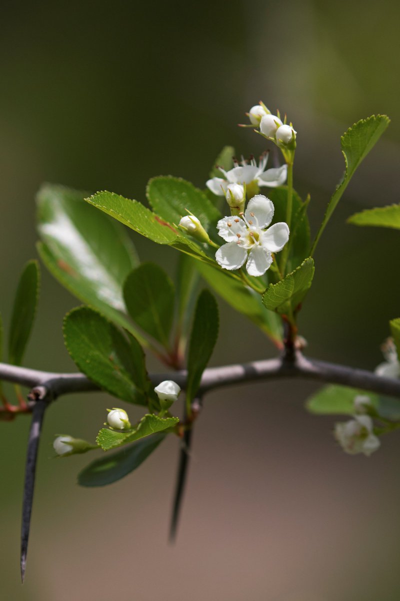 J'ai annoncé que l'aubépine ergot-de-coq est maintenant désignée parmi les espèces menacées ou vulnérables.
En désignant cet arbre comme une espèce menacée, le gouvernement du Québec s'assure de le protéger adéquatement afin d'assurer sa survie contre l'étalement urbain.🌳🌺