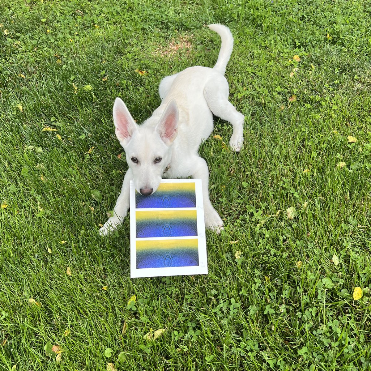 jpcaponigro's tweet photo. My new “assistant” has a thing or two to learn about handling paper.
#printing #paper #goodhelpishardtofind https://t.co/su0K5MGRjA