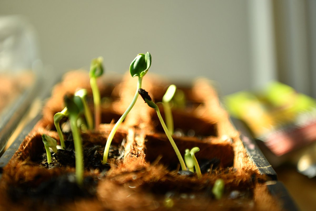 team_horne's tweet photo. When growing #plants, it may be beneficial to grow the seeds indoors. Here are some #gardeingtips to help. https://t.co/1qCVeT8AIG https://t.co/MOeKSQEWLb