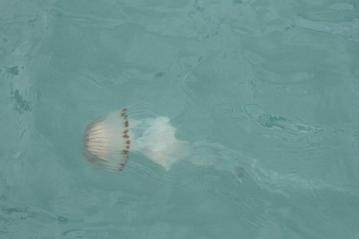 What kind of jellyfish is this?! Hint: it’s named after something often used on for navigation..