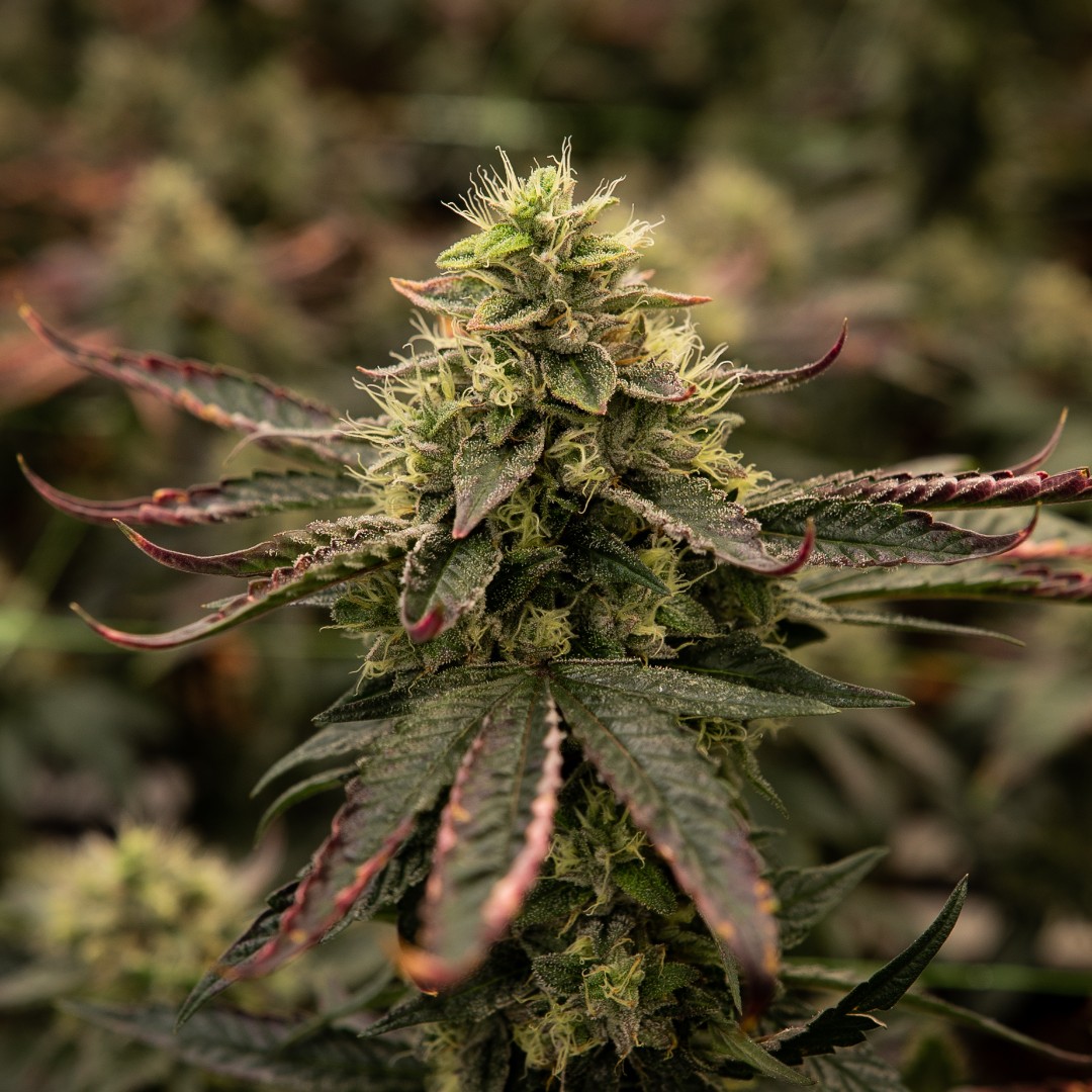 This stunning display of a budding #cola with gorgeously purple-tinted leaves comes as no accident. But the result of good, old-fashioned hard work. Grown in nature, meticulously raised by hand. #BCBud #ANewAltitude