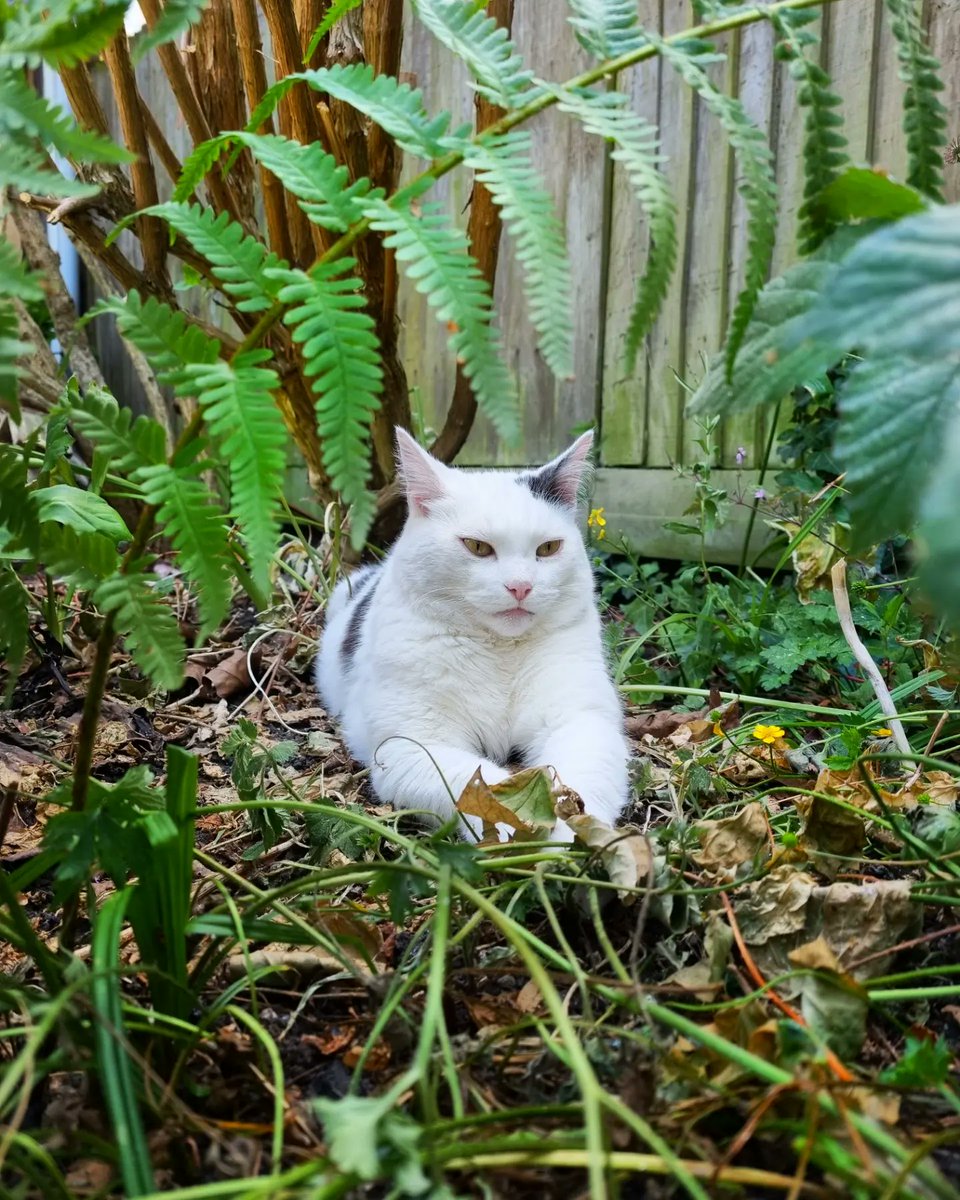 ScaredyCatCW's tweet photo. As the mercury hits +31 C here in #London #SW19 I'm relaxing in the shade ⛱️🌞 ... The Hooman tried to make me stay inside but I wasn't having any of it ... 😆😺 ... A cat's gotta do what a cat's gotta do ... 🐾🐾 #Cat #CatsOfTwitter #Scaredy https://t.co/5Tj2iwLEqQ
