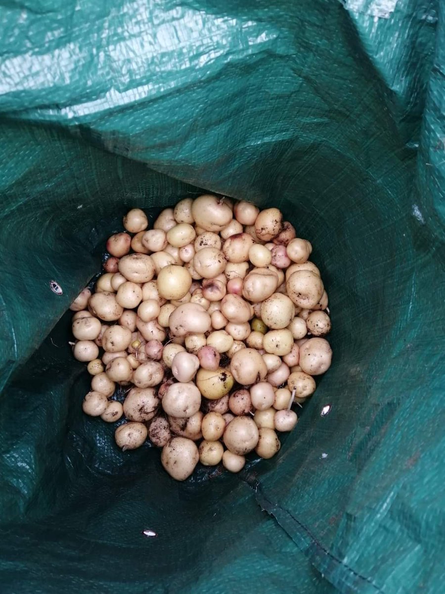 girvanyouthtrst's tweet photo. TATTIE FESTIVAL 🥔
As part of Girvan's Tattie Festival this weekend, one of our young people has been growing some tatties at Z1 which will be used in some of this weekends Festival Dishes! 🥔 #GoGirvan https://t.co/I21Hd7IwOa
