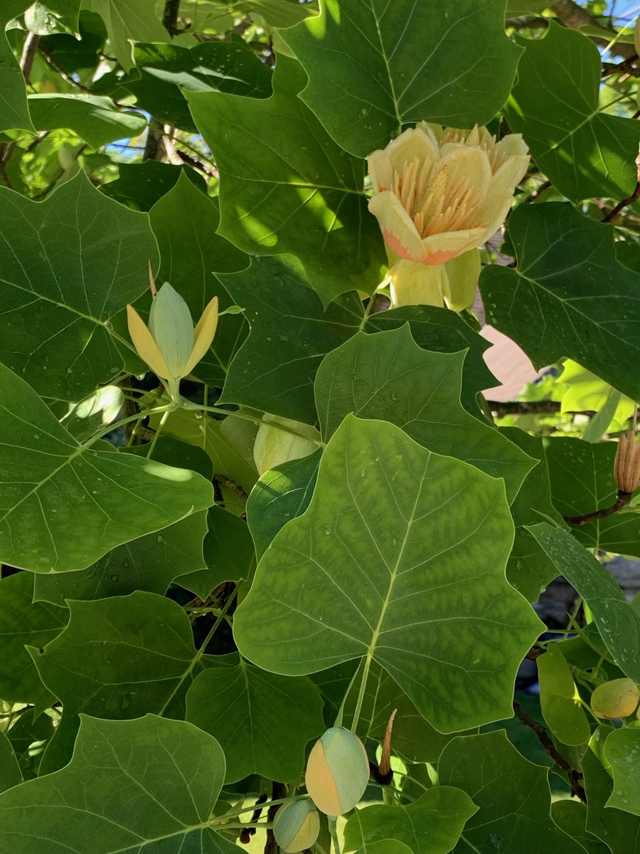The tulip trees are in bloom!

Has anybody else noticed them popping up across the #CarolinianZone?

Photo Credit: Cathy Quinlan