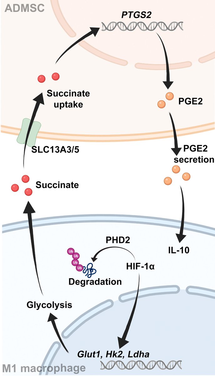 Mesenchymal Cell News (@mesenchymalcell) on Twitter photo Published in <a href="/FrontImmunol/">Frontiers - Immunology</a>!
Scientists treated DSS-induced colitis mice with adipose‐derived #MSCs (ADMSCs) and revealed that ADMSCs alleviated colon inflammation by reducing the infiltration of M1 macrophages.
📃 Full article: bit.ly/3N3l6sO Published in <a href="/FrontImmunol/">Frontiers - Immunology</a>!
Scientists treated DSS-induced colitis mice with adipose‐derived #MSCs (ADMSCs) and revealed that ADMSCs alleviated colon inflammation by reducing the infiltration of M1 macrophages.
📃 Full article: bit.ly/3N3l6sO