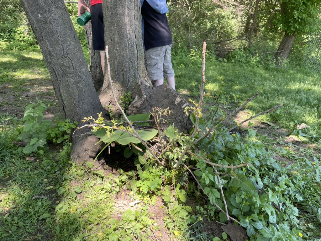 Our reading buddies from <a href="/MrR68683213/">MrR</a> class helped us create animal shelters today <a href="/ctkcatholic/">Christ The King</a>