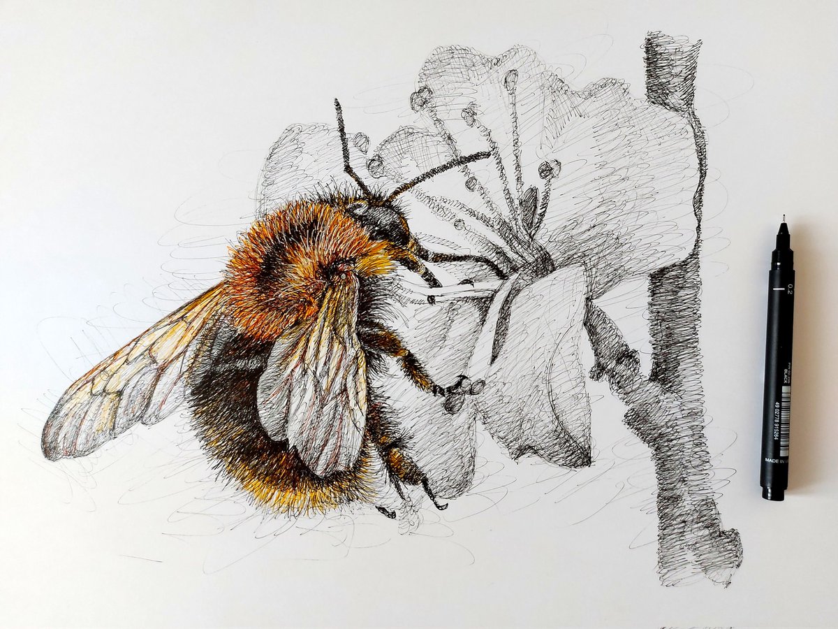 Size approx A3 £150 plus shipping.
Contact me via my website. Link in bio. 
#Bees #Bumblebee #penandink #originalart