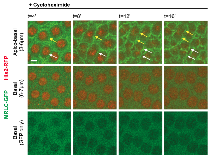 AydoganLab's tweet photo. 10/🧵 As mitotic #cyclins degrade every cell cycle, we first blocked #proteintranslation. As expected, nuclear divisions stopped. BUT the cyto. divisions continued for at least another round! Could the cyto. divisions be regulated independently from the cell cycle oscillator?? https://t.co/nJEQrn7SFd