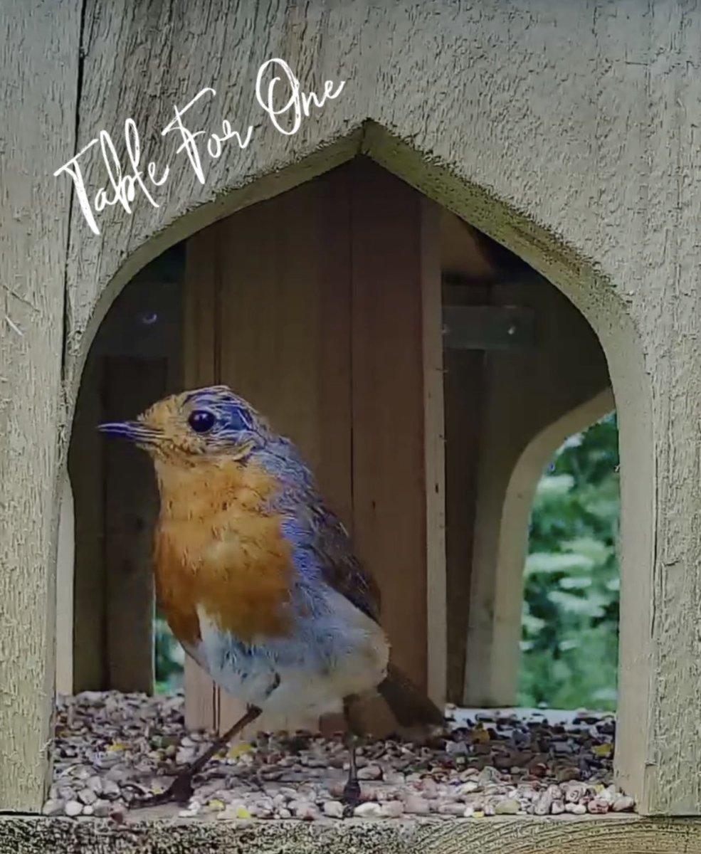 Laurels_Wood's tweet image. 🍴Dining alone 💚🐦
#robin #gardenbirds #birdtable #birdcam @BirdsyTV