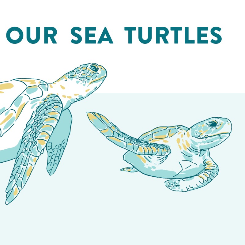 BeachesEnergy's tweet photo. Help us protect sea turtle hatchlings on our beaches by spreading the word on how to keep our beaches clean, dark, and flat for sea turtles. #CleanDarkFlat