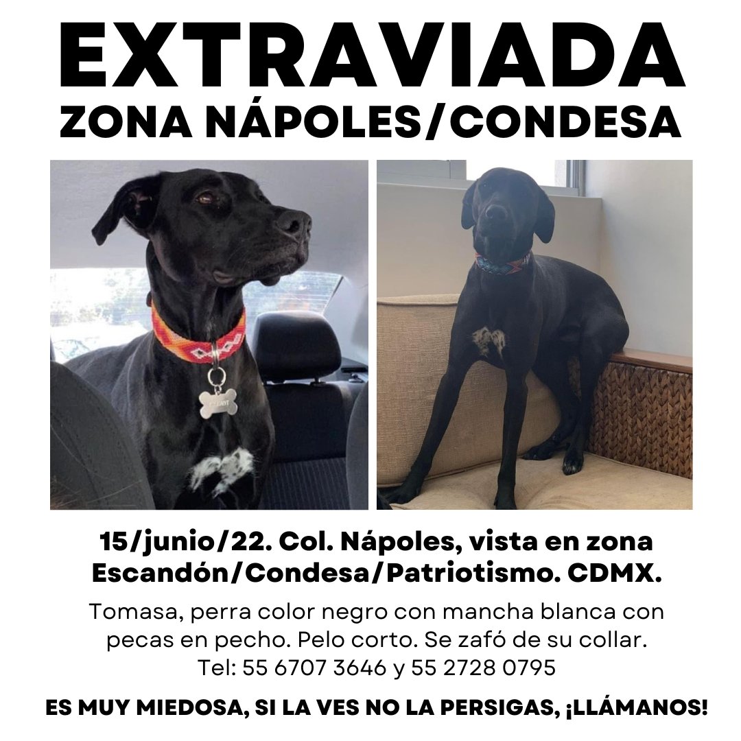 Mascotas Sismo (@mascotassismo) on Twitter photo <a href="/IAndoGM/">Andrea González</a> Andrea, le hice un cartel que posiblemente sea más claro, ¿está correcto? Para seguir difundiendo a Tomasa. <a href="/IAndoGM/">Andrea González</a> Andrea, le hice un cartel que posiblemente sea más claro, ¿está correcto? Para seguir difundiendo a Tomasa.