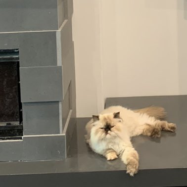 TheodoreSeries's tweet photo. “It’s a #loungey kinda day out…”
.
Theodore’s first book is officially out! You can see his adventures at https://t.co/BylqGYuewl
.
#caturday #paperclippublishing  #theodorethegreat #theodorethegreatbook #kidsbook #kidsbooks #kidsbookstagram #kidsbooksinstagram #childrensbook https://t.co/9oDuxAumki