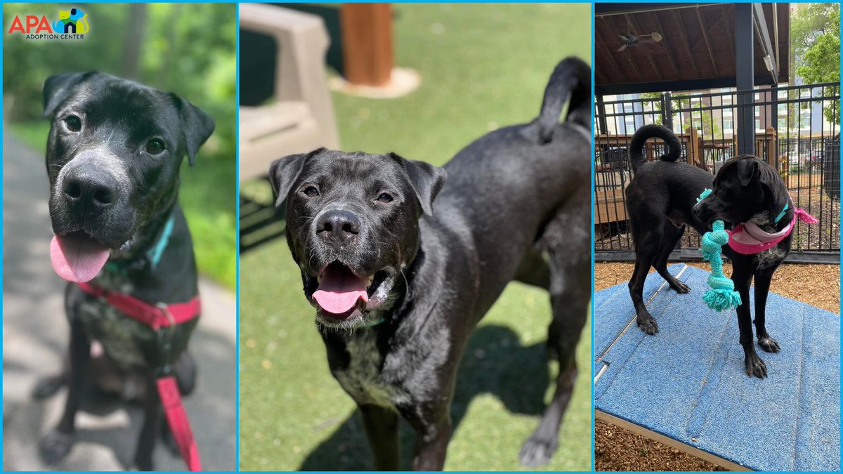 APAofMO's tweet photo. Skippy is ready to skip his way right into your heart!
This handsome boy is almost 2 years old, friendly with children, and loves playing with other dogs. He is housetrained and walks well on a leash.
For more info visit: https://t.co/e58kBYtTZI.
#BigDogsBigLove #APA #APAMO https://t.co/jRqSYc84Ac