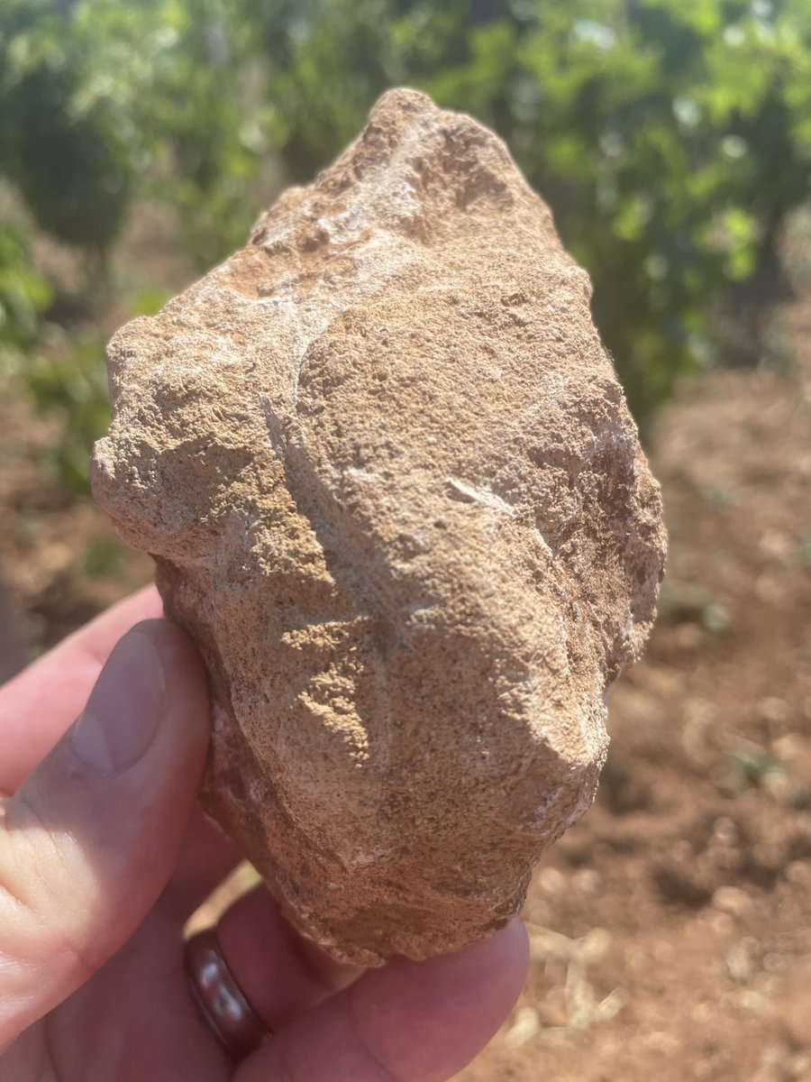 DavidMarra's tweet photo. Cheers to @AnthonyRobineau for pointing me in the right direction to visit Arianna #Occhipinti’s winery while I was in Sicily last week. Brilliant to see the vines, and more interestingly, the limestone which is extremely important for the character of her wines. https://t.co/TfUzSq2yDK
