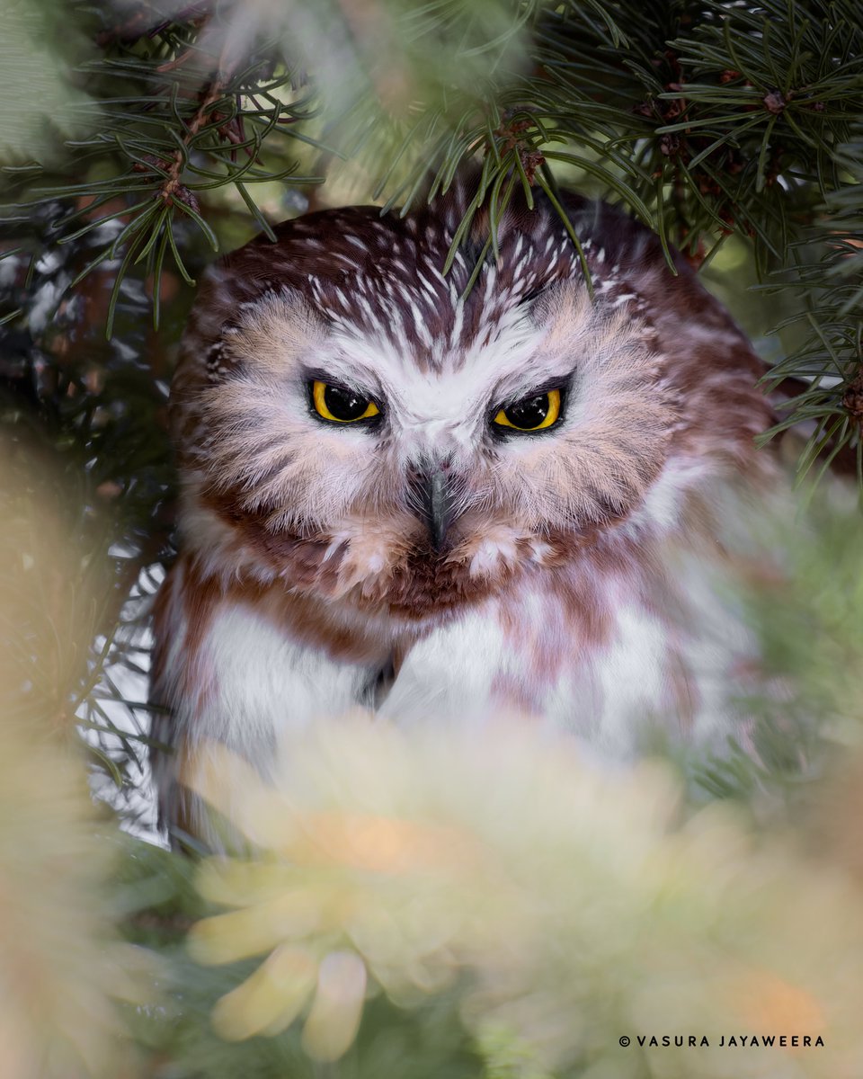 One of the smallest owl species found in North America! #NorthernSawWhetOwl
#BBCWildlifePOTD 
#TwitterNatureCommunity