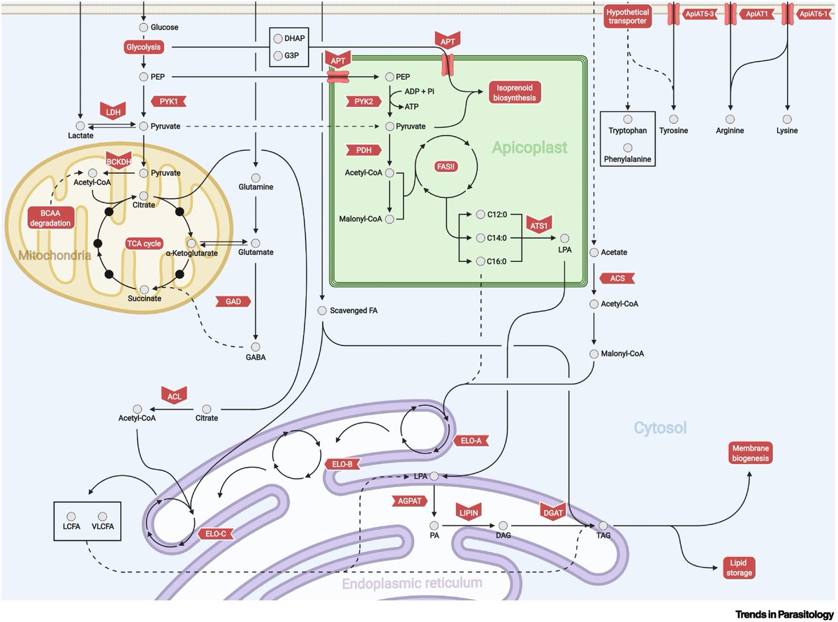 TrendsParasitol's tweet image. Drs Daniel Walsh @NJ_Katris @SheinerLab &amp;amp; @ApicoLipid review #Toxoplasma #MetabolicFlexibility in different growth conditions. #Apicomplexa #Metabolism #MetabolicAdaptation #Lipid @WCIPGLASGOW @UofGlasgow @IAB_Officiel @UGrenobleAlpes @CNRS @Inserm

authors.elsevier.com/a/1fFmU5Eb1xBg…