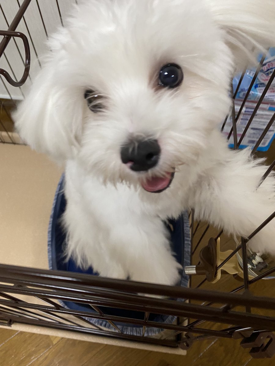 家族が増えました