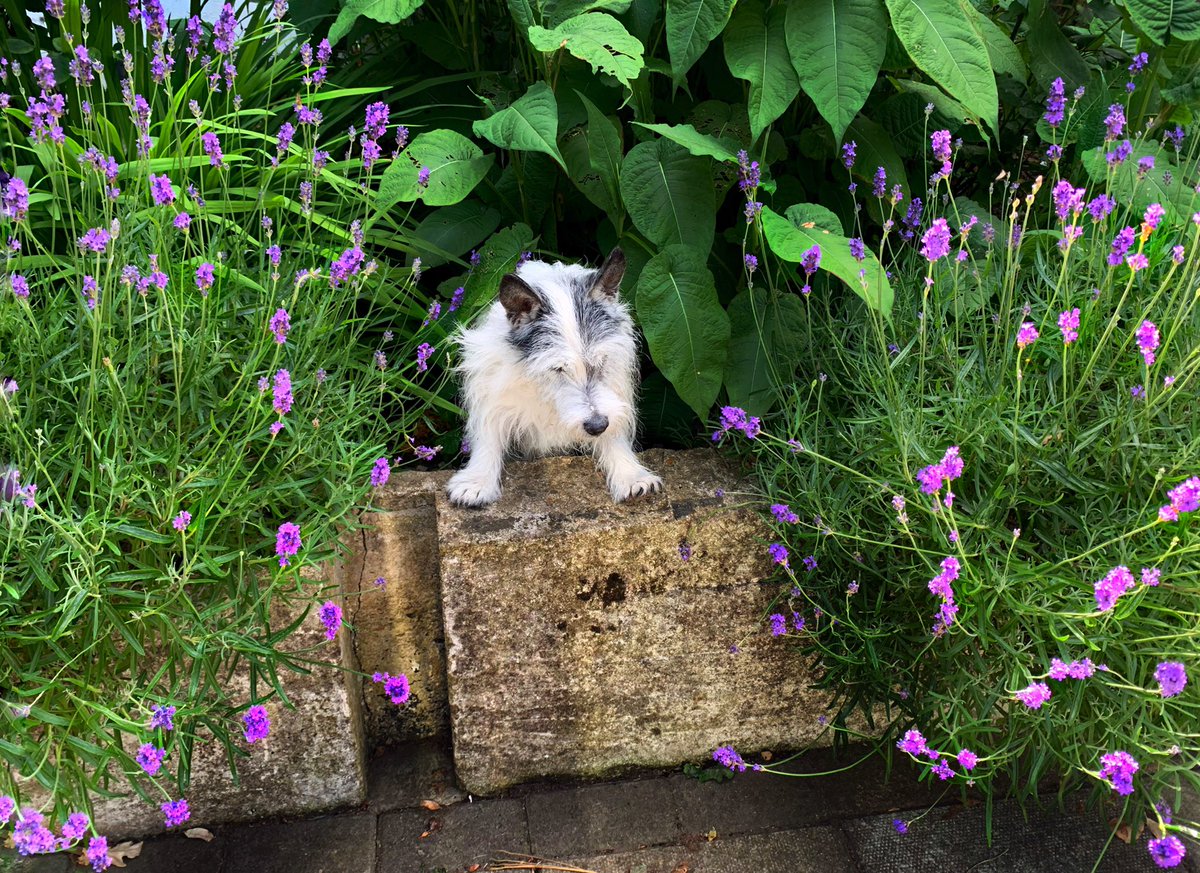PuzzleEno's tweet photo. I am enjoying my stay at the world famous Brockwell Spa. There magical cures include their odo-therapy. Here being treated with lavender blossoms https://t.co/Ahn4wbcRjQ