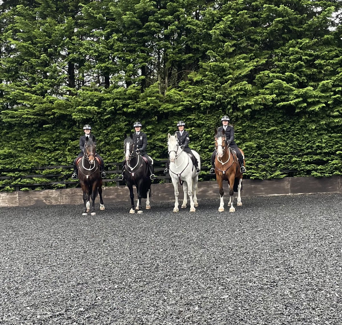 PSOSHorses's tweet photo. For the last 16 weeks PS Connelly, PC’s Torrance, Hay &amp; Boyle have taken part on the standard riding course which they all successfully passed yesterday. Congratulations to you all your hard work has paid off. #NewMounties https://t.co/IaNHPM277B
