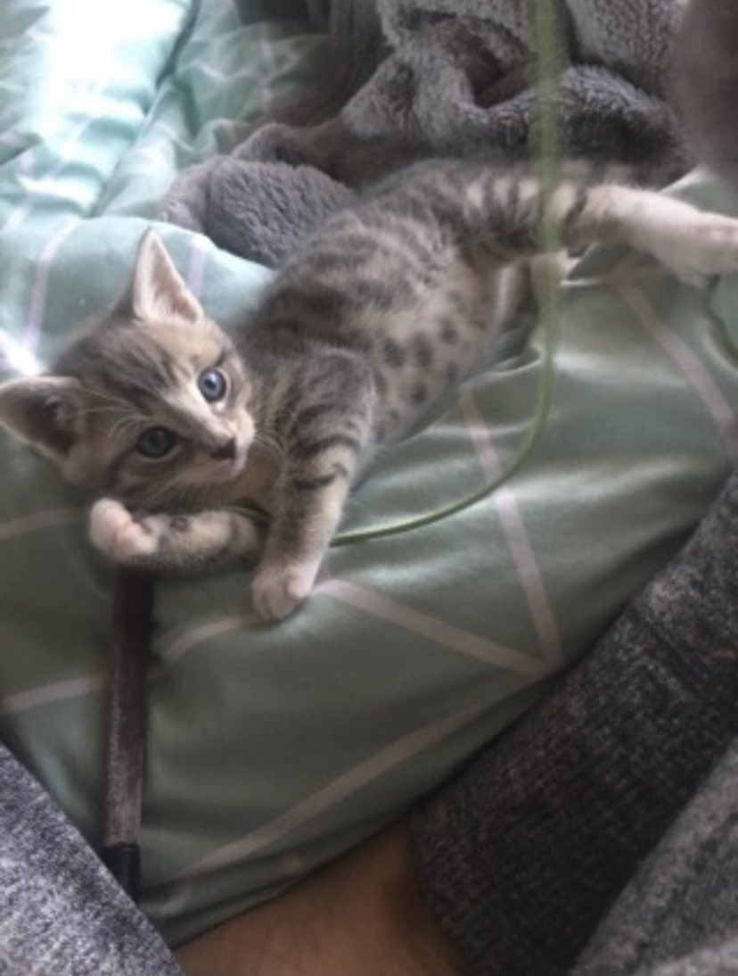 retweet my cat if you’re cool !