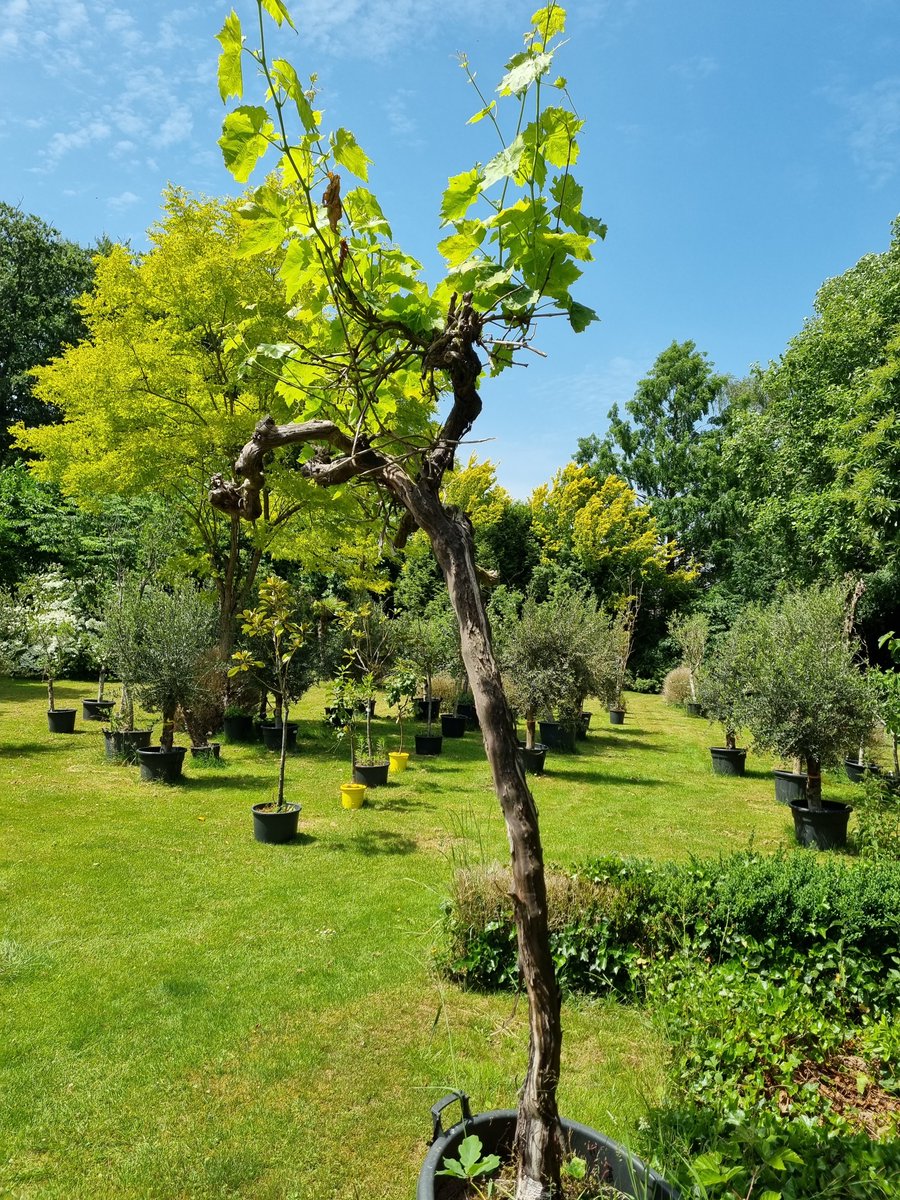 DeOlijfgaard's tweet photo. Laatste oude druif op stam. Totale hoogte 220-250 cm. Af te halen op afspraak voor 199,- https://t.co/ngp19f2a6c