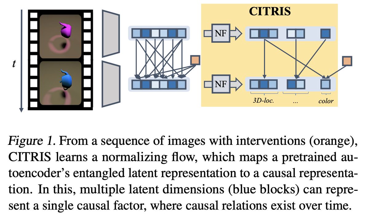 phillip_lippe's tweet photo. Happy to finally share our #ICML2022 paper "CITRIS: Causal Identifiability from Temporal Intervened Sequences". We investigate causal representation learning for multidimensional variables, and introduce the concept of "minimal causal variables".
https://t.co/0Rr5eeUHgS
🧵 1/11 https://t.co/InabbewKJQ