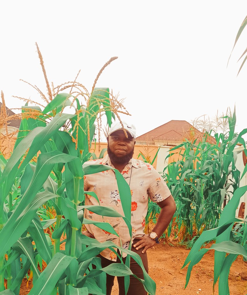 pencraftmedia's tweet photo. Today I visited my corn 🌽 and agbado farm located in Lugbe, Abuja. 
This is in preparation to feed 50 million Nigerian youths.
It's the corn planting season and I'm not taking chances at all.
Dear @officialABAT, I'm ready.
#OBIdients
#PeterObiForPresident2023
#PeterIsBetter https://t.co/Bisn2U0Ind
