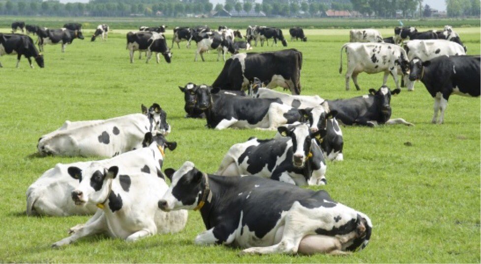 VLBagro's tweet photo. #stikstof #regelingen
Zie reactie VLB-juristen op de consultatie Maatregel gerichte aankoop veehouderijen nabij natuurgebieden MGA-2 en de LBV. Er zijn verschillen tussen beide regelingen, maar wat is de relatie tussen de verschillen en het beoogde effect?
https://t.co/QG6tWBsJpL https://t.co/7bpN2fUjYF