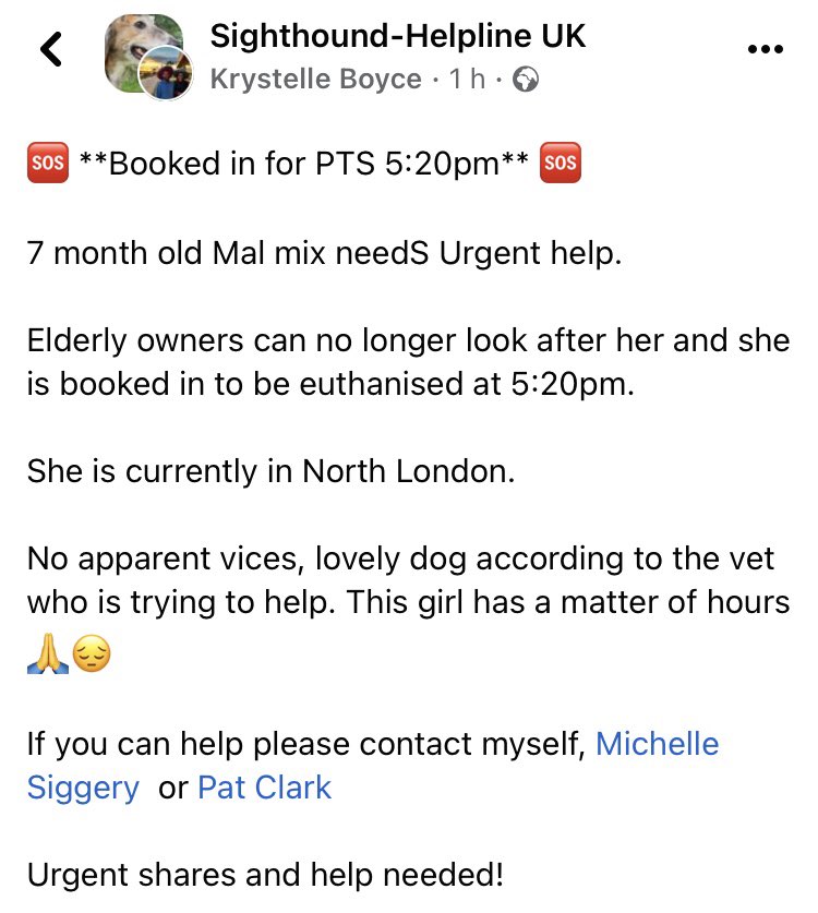 scanme_tukslaw's tweet photo. Whose fault is it this 7 month old Mali is booked for euthanasia tonight? Whose responsibility is it to step in? Breeder? Vet? Rescue? Government? Genuinely want to know the opinion of #Twitter 

Link below if you can help https://t.co/8WTf6SkpQR

Sign https://t.co/2xSxq73VnN https://t.co/vavOINP04Q