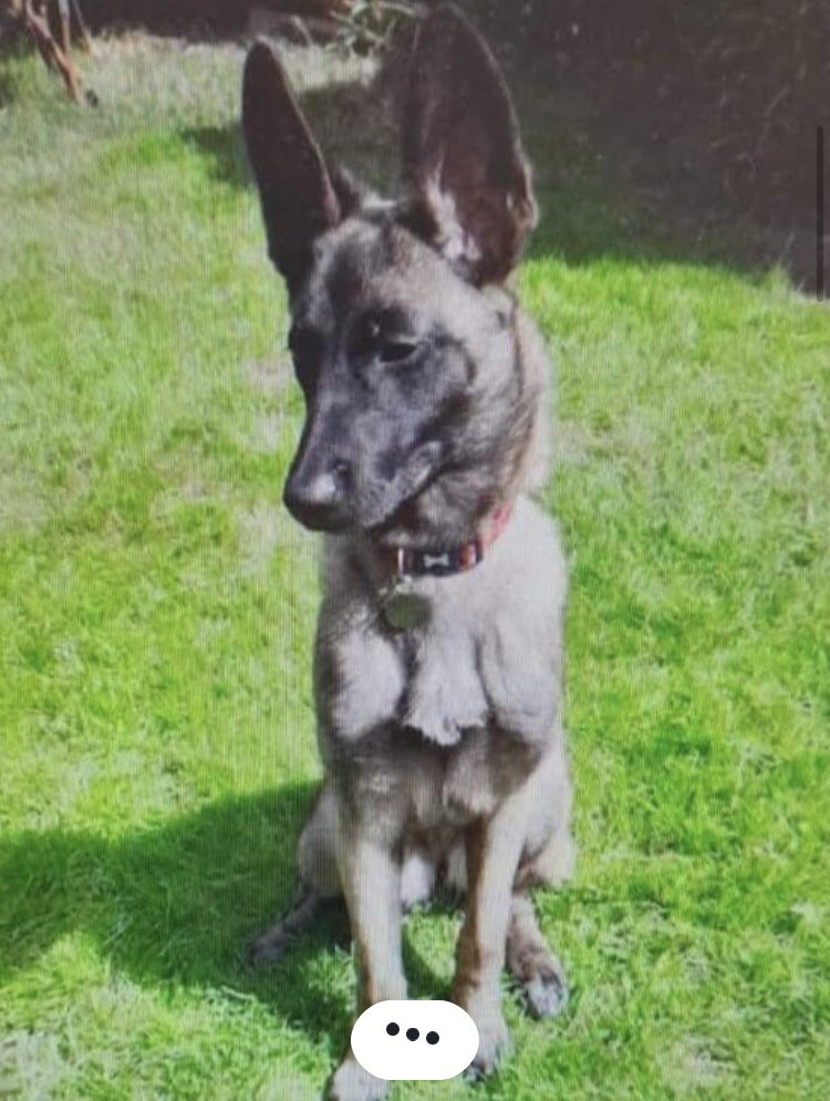 scanme_tukslaw's tweet photo. Whose fault is it this 7 month old Mali is booked for euthanasia tonight? Whose responsibility is it to step in? Breeder? Vet? Rescue? Government? Genuinely want to know the opinion of #Twitter 

Link below if you can help https://t.co/8WTf6SkpQR

Sign https://t.co/2xSxq73VnN https://t.co/vavOINP04Q