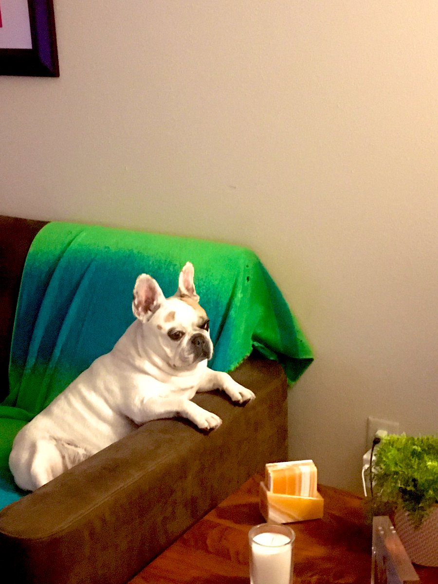 Unhappy #frenchie. Storms have delayed her morning walk.