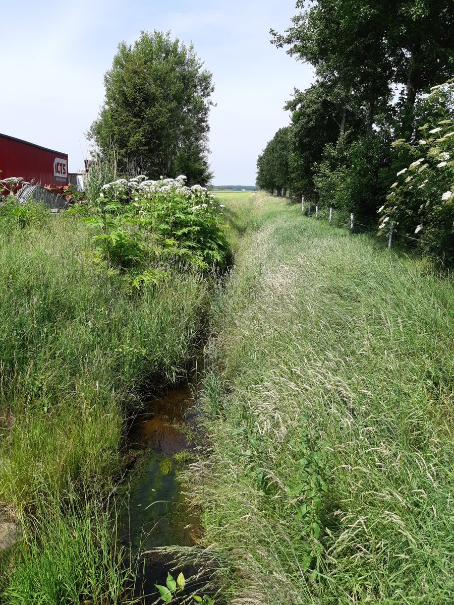 Doeven107's tweet photo. Gaat waterschap @WDODelta hier nog actie ondernemen zodat het niet naar mijn agrarische grond toekomt aan de overkant vd sloot?
@RH_Scholten @janboverhof https://t.co/8gEmjYhNip