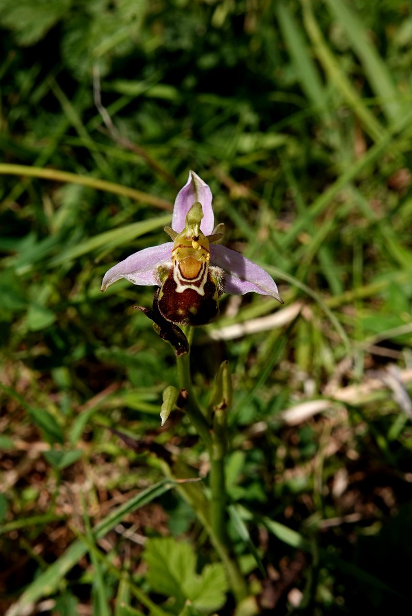 Neil Donaghy (@neild1962) on Twitter photo Nice to see some Bee Orchids in flower at Kenfig Pool today; just three but hopefully there will be a few more to come. Apart from a Brown Hare at the rivermouth it was otherwise pretty quiet on a beautiful morning with <a href="/rhosvw/">Rhos Williams</a> & @RobStratton8 Nice to see some Bee Orchids in flower at Kenfig Pool today; just three but hopefully there will be a few more to come. Apart from a Brown Hare at the rivermouth it was otherwise pretty quiet on a beautiful morning with <a href="/rhosvw/">Rhos Williams</a> & @RobStratton8