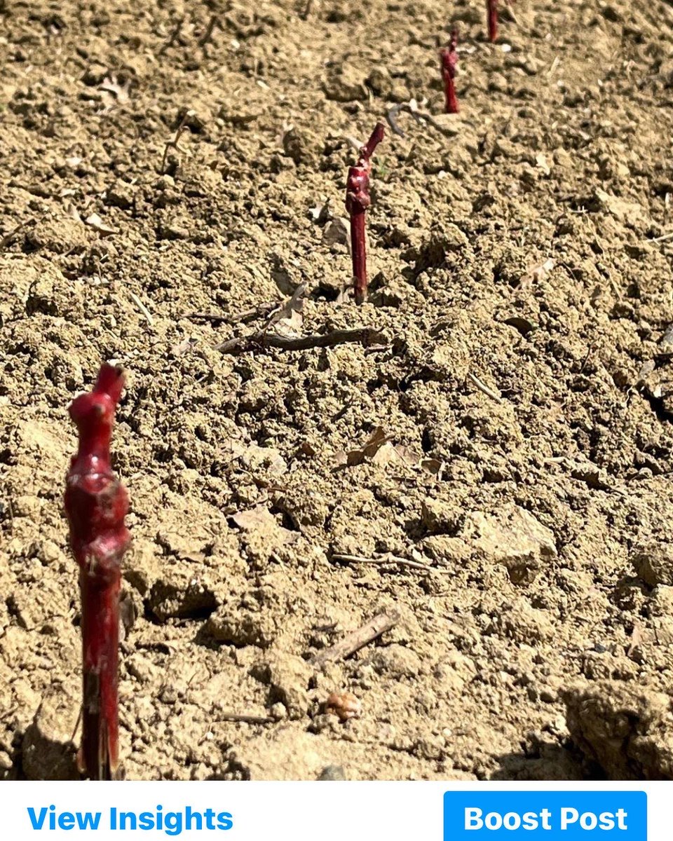 Baby Chardonnay vines today aged 2 months, 👉1 month &amp; 👉at planting. Amazing what a bit of sunshine and water does! Will only produce fruit/wine in 2026! #longroad #bio #limoux #chardonnay