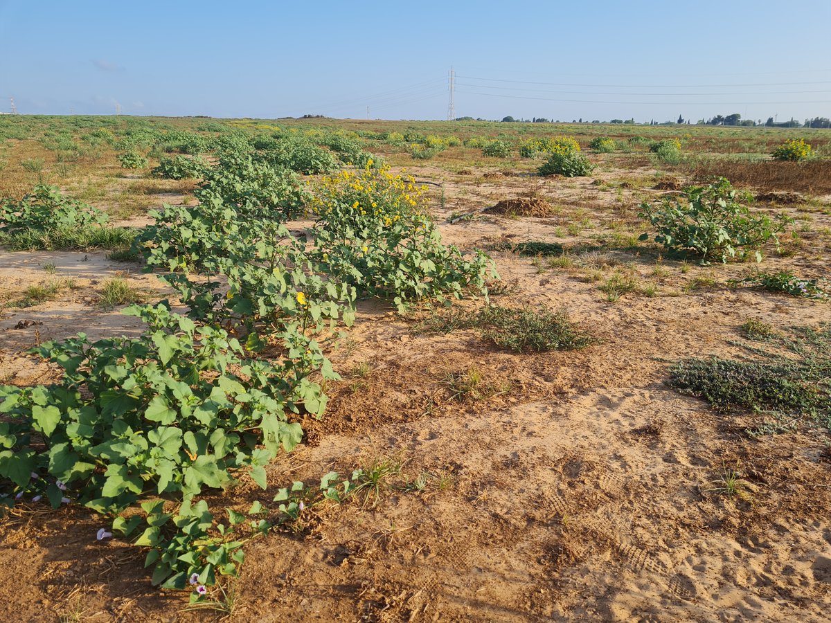 imshin's tweet photo. Sweet potatoes growing wild during Shmita - sabbatical year for the fields - an ancient Jewish religious commandment that can only be fulfilled in the Land of Israel.
Morning walk #Tel Aviv #NorthTelAviv #RamatHasharon
https://t.co/Rj2qcBvzI3 https://t.co/aPOlO7J9vO