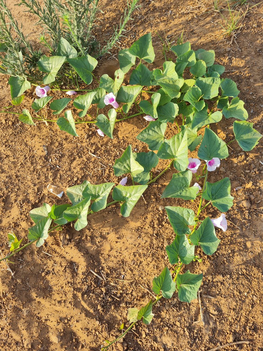 imshin's tweet photo. Sweet potatoes growing wild during Shmita - sabbatical year for the fields - an ancient Jewish religious commandment that can only be fulfilled in the Land of Israel.
Morning walk #Tel Aviv #NorthTelAviv #RamatHasharon
https://t.co/Rj2qcBvzI3 https://t.co/aPOlO7J9vO