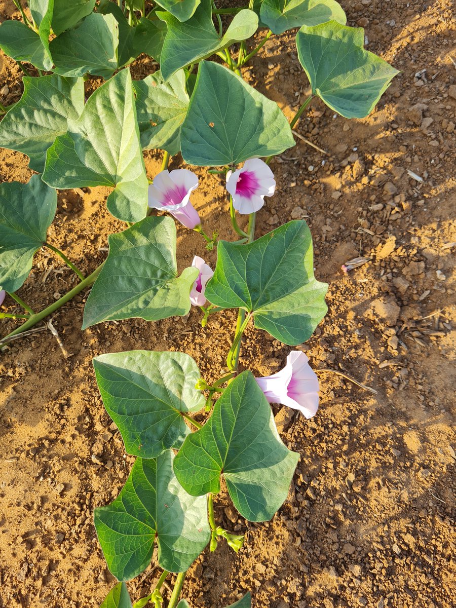 imshin's tweet photo. Sweet potatoes growing wild during Shmita - sabbatical year for the fields - an ancient Jewish religious commandment that can only be fulfilled in the Land of Israel.
Morning walk #Tel Aviv #NorthTelAviv #RamatHasharon
https://t.co/Rj2qcBvzI3 https://t.co/aPOlO7J9vO