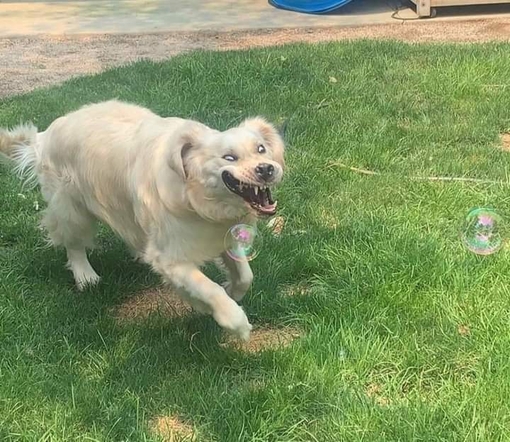 ยี่หลง้ล่นฟองสบู่