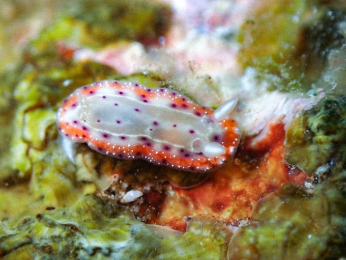 ウミウシ 高画質 のtwitterイラスト検索結果