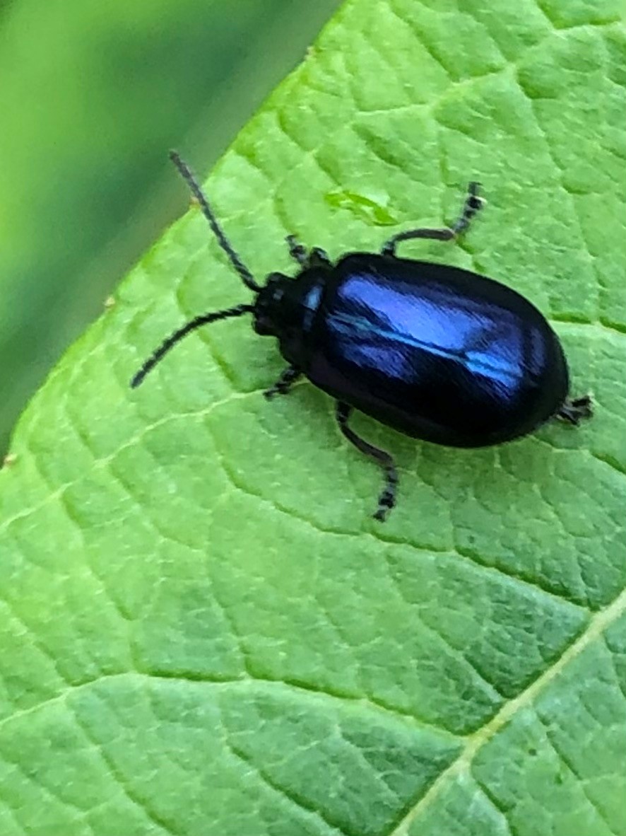luctweeting's tweet photo. Our Ecologists working with @TowerOfLondon and @bugmanjones are very excited about this unusual find... 🐞

The Agelastica alni – once considered so rare it was probably extinct in the British Isles. This may be the first record of it in Central London! https://t.co/uY1QxVUNwO