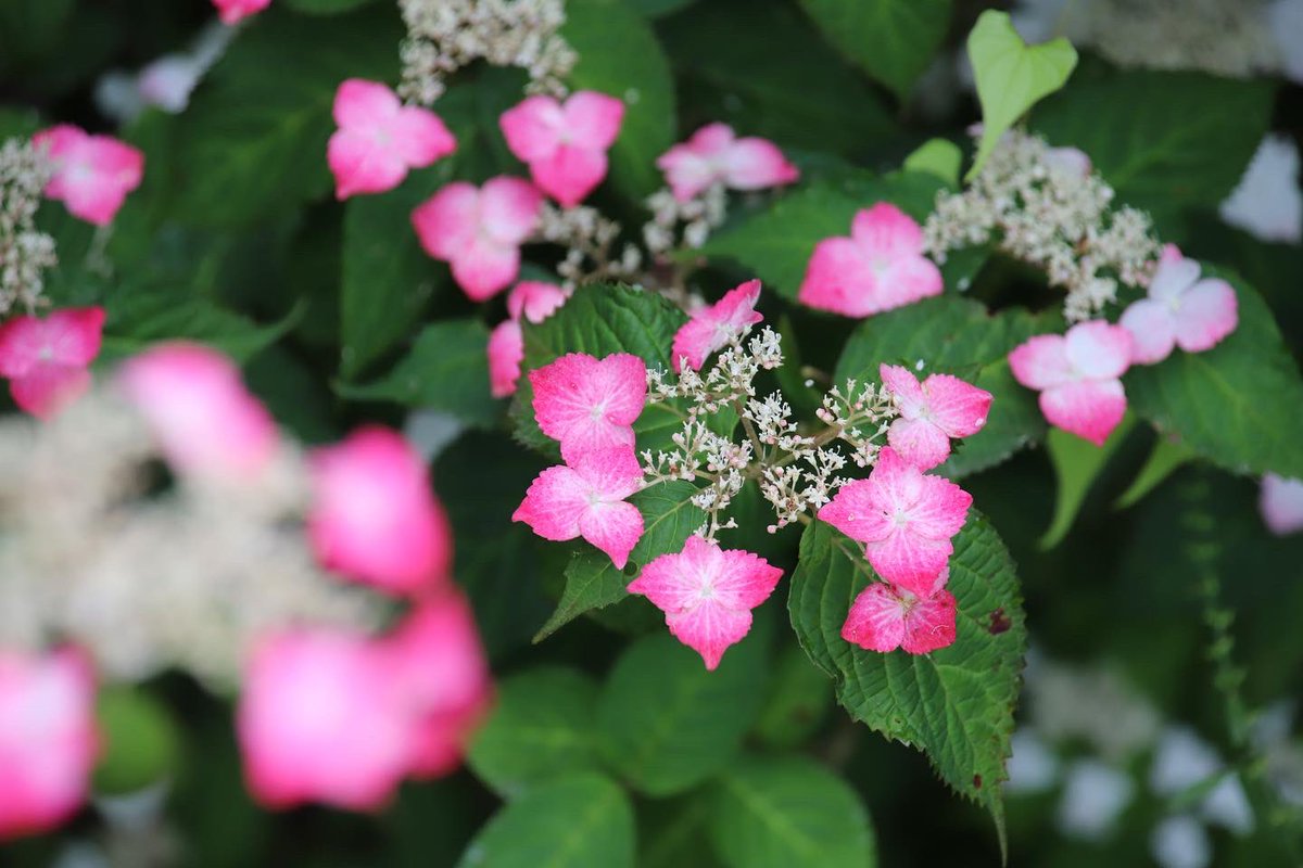 binbinsss's tweet photo. この紫陽花が可愛いかった。
#紫陽花 #アジサイ #あじさい #二宮せせらぎ公園 #せせらぎ公園 #二宮町 #二宮
#eos6dmark2 #eos6d2 #eos6dmarkⅱ
#tamron #tamrona010 https://t.co/c24mJHaCLA
